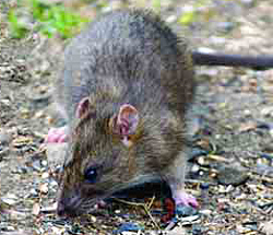 Rats - Credit: NIH