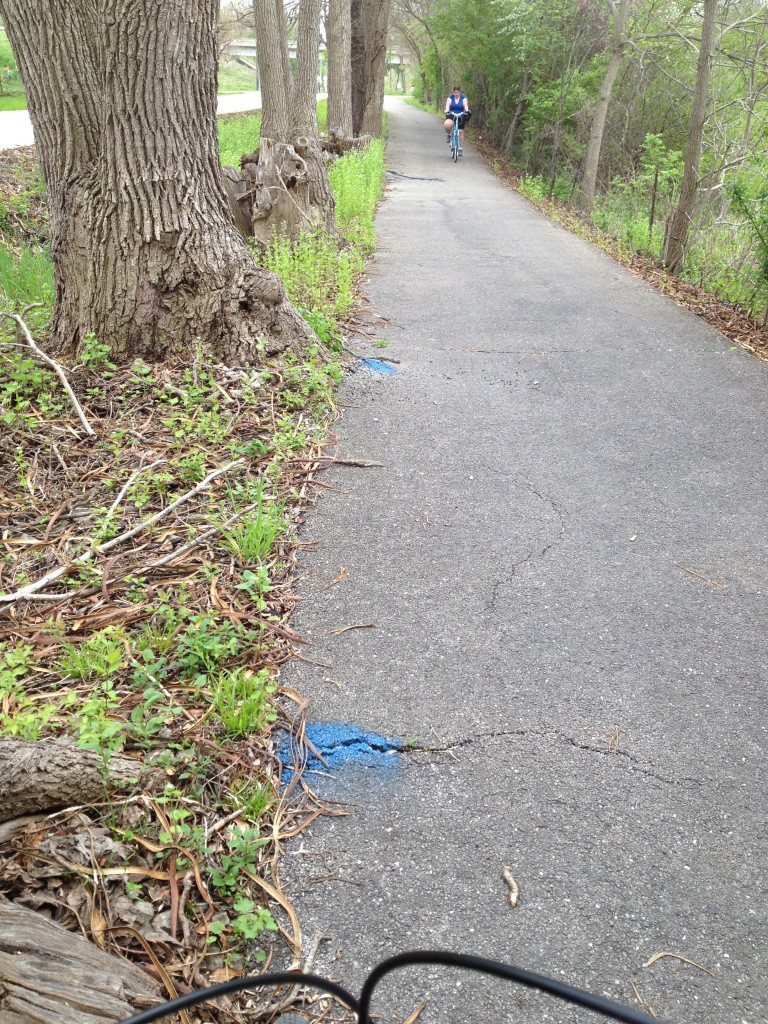 Root Damage on Bike Path
