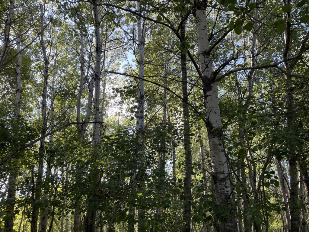 Photo of birch trees
